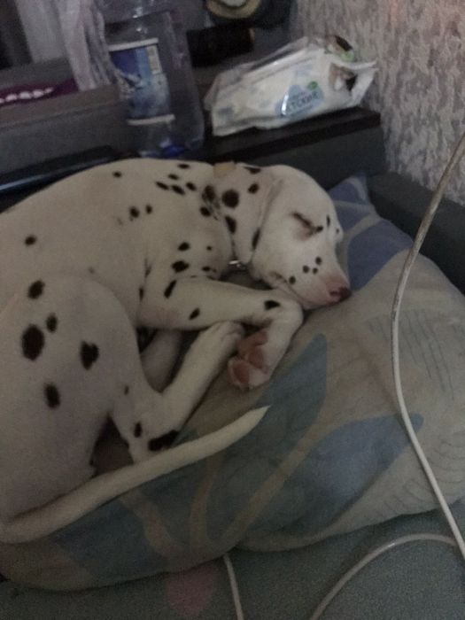 Далматинец щенок 3 месяца девочка