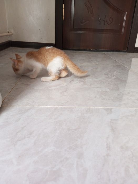 Пышык балалары бар