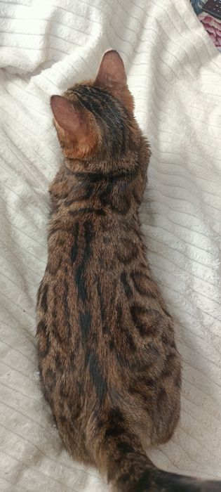 Продам бенгальского котенка кошечку