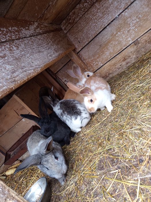 Iepuri de casa  mamă cu pui