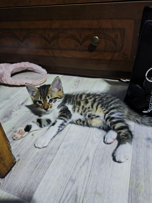 Отдам котят в добрые руки