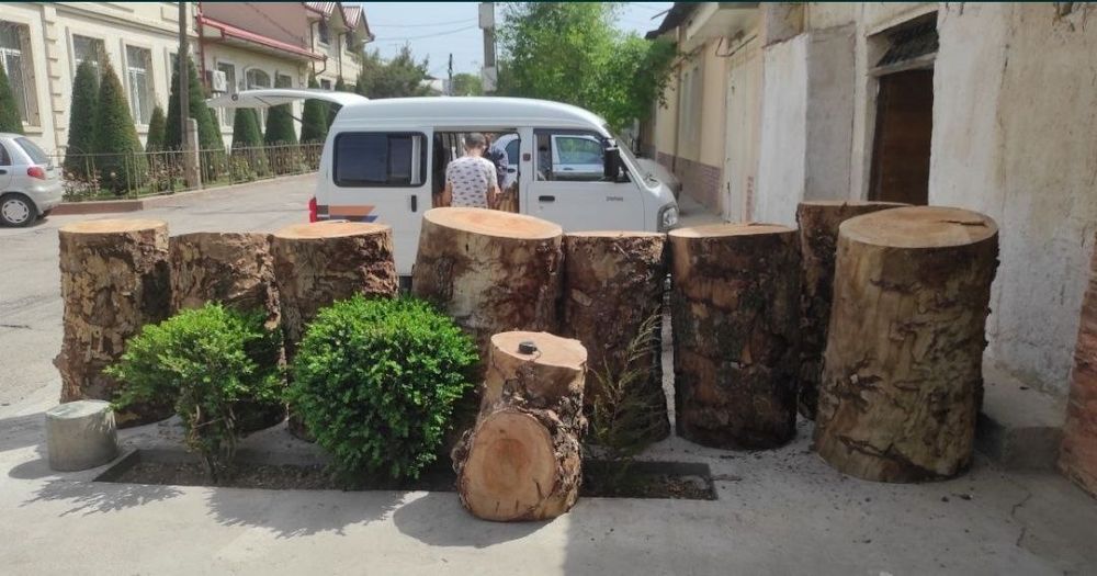 Кунда касоблар учун чинор ва тут