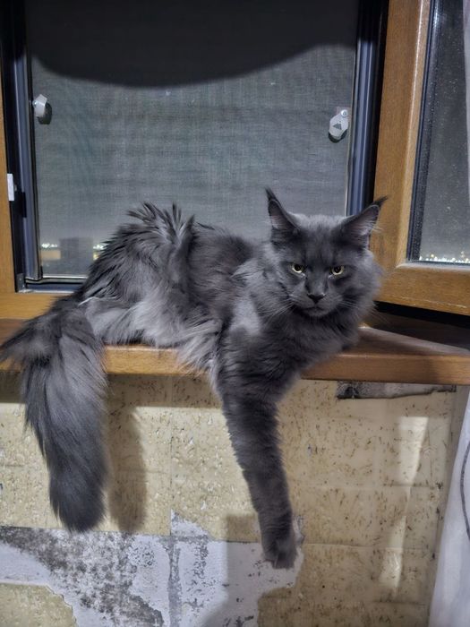 Продаётся кот Мейн-Кун