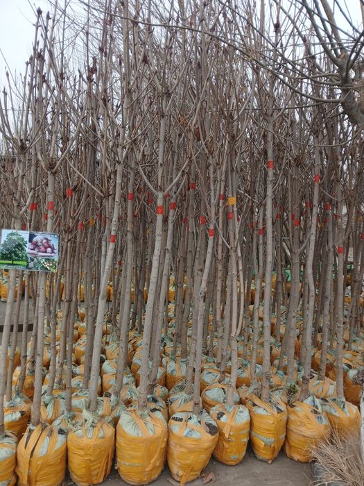 Kashtan va manzaraliy daraxtlar bor