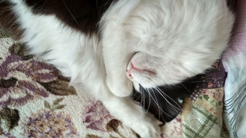 Пропала кошка Люся