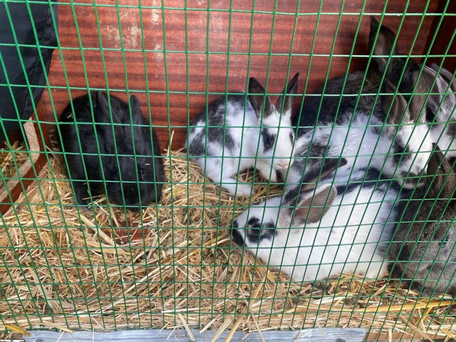 Куёнлар сотилади