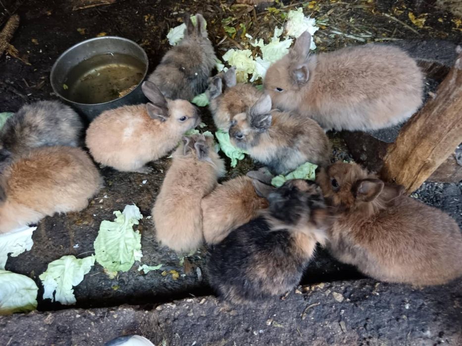 Мини зайчета 2025