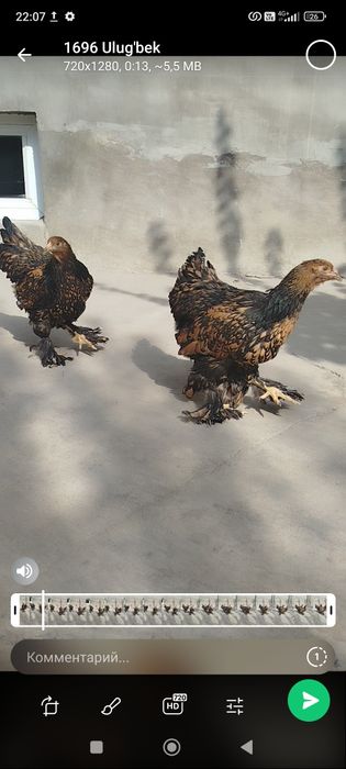 Brama zolota Joja tovuq donasi 500000