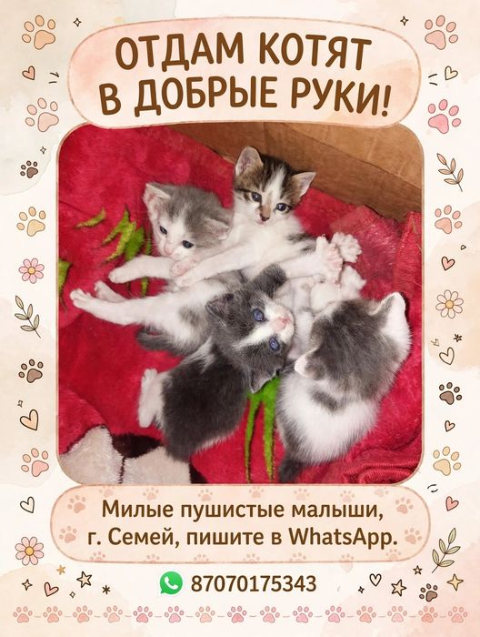 Отдадим в заботливые руки котят