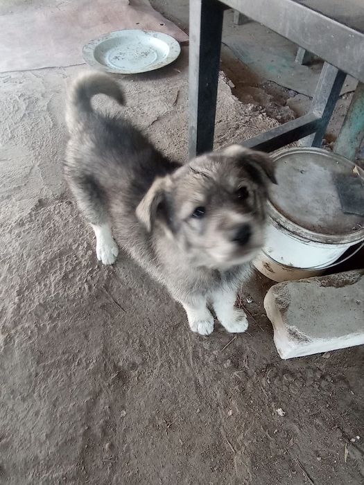 Щенки, здоровые крепкие.