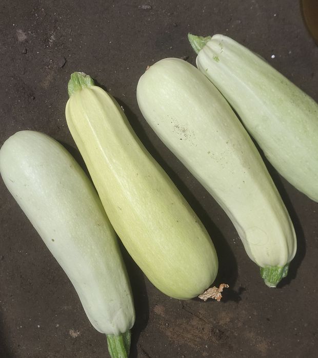 Продам кабачки ...