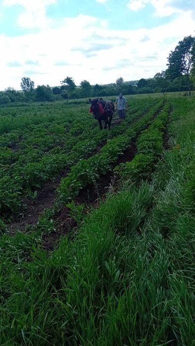 Vând cal  în vârstă de 14 ani cuminte merge singur la prășit