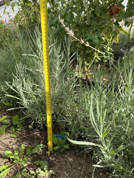 Plante si butasi Lavanda.