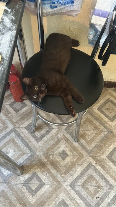 Отдам котенка даром