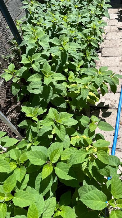 Цветы гортензия саженцы