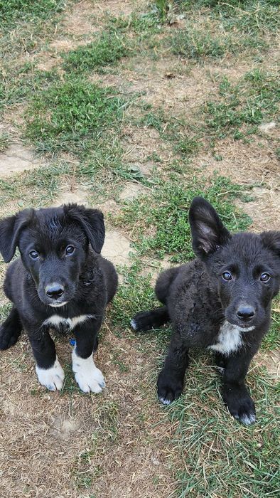 Donez cațeluși mama: border collie, tata: caine lup