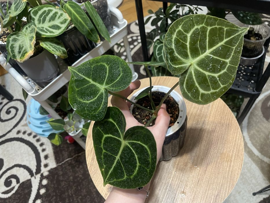 Антуриумы разных видов