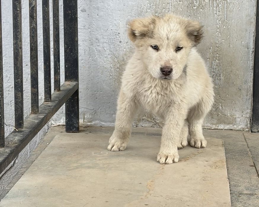 Продам щенков САО