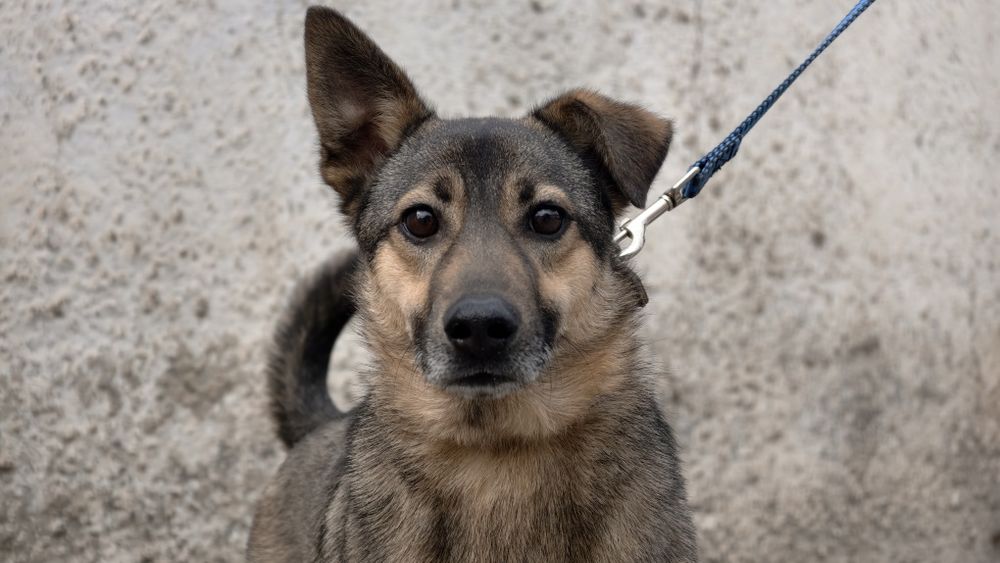 Пёс только в заботливые руки