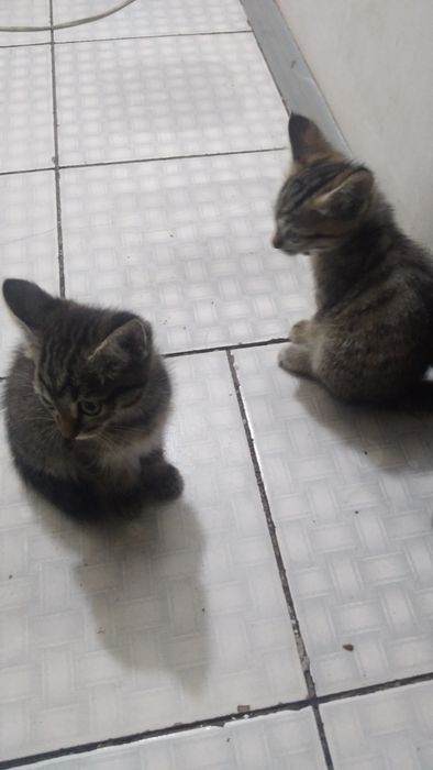 Отдам котят в хорошие руки