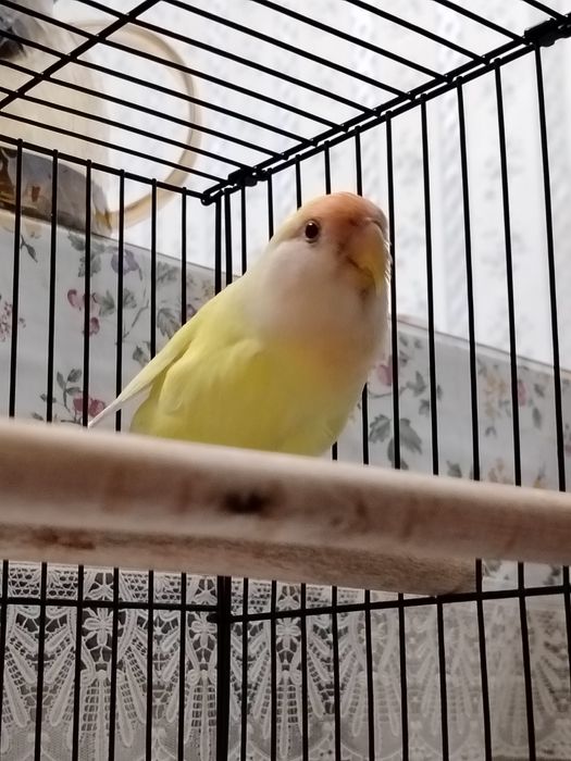 Неразлучник, самка