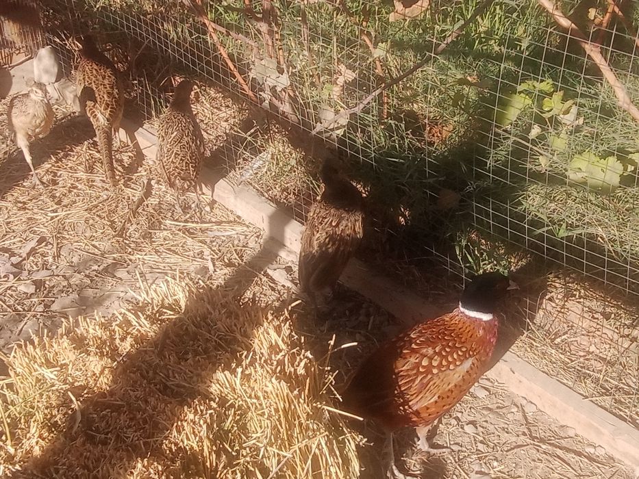 Фазаны қырғауыл сатылады