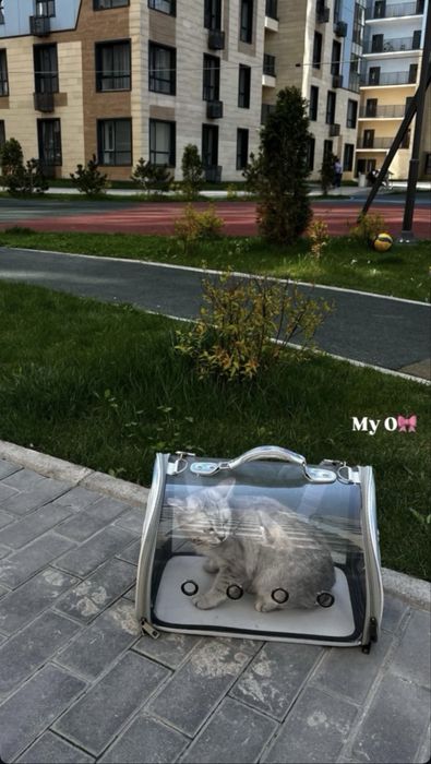 Продается Шотландская кошка