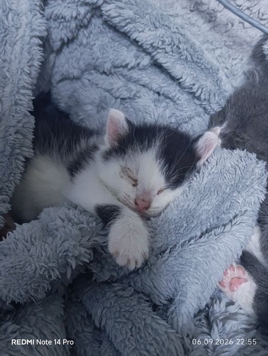 Клопики ждут своего человека.