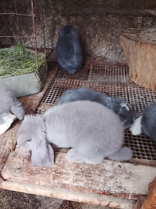 Крольчата французский баран