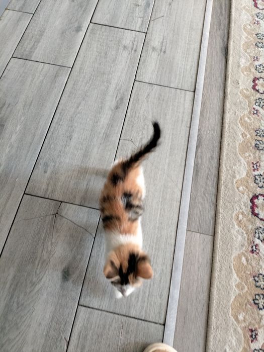 Отдам котенка в хорошие руки