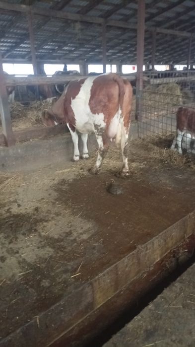 Vaca de vânzare  Tudor Vladimirescu