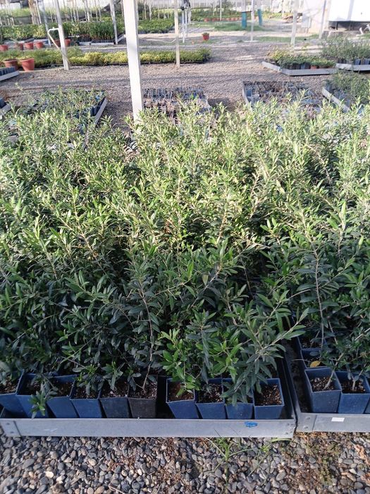 Зайтун кочати бор мева киледигони