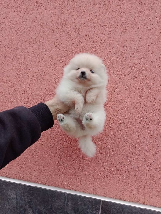 Женски  Померани