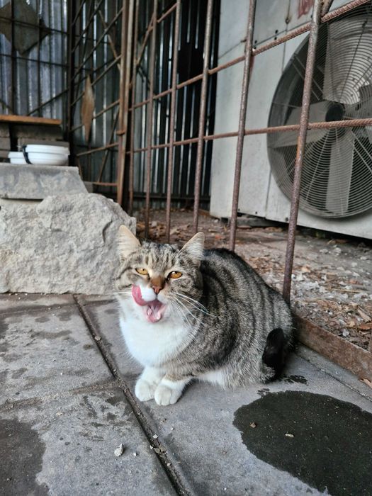 Кошка ищет дом (беременная)