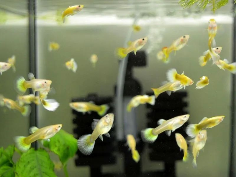 Guppy parodi chistaya liniya