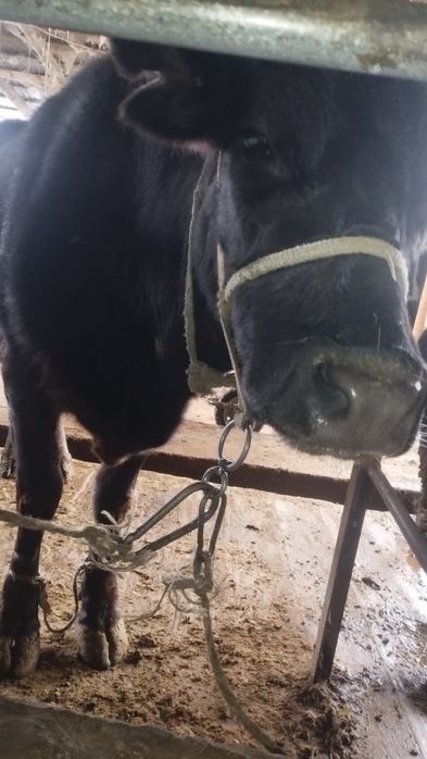 Продам бычков выгыдна