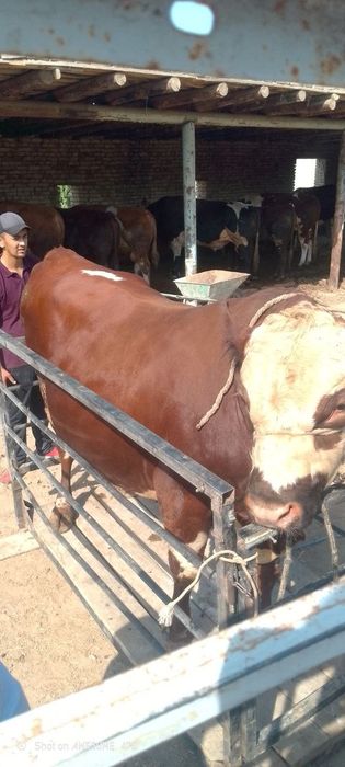 Mol o'lchash xizmati, Tarozi 2 tonnalik, Tarozi, mol , qoʻy