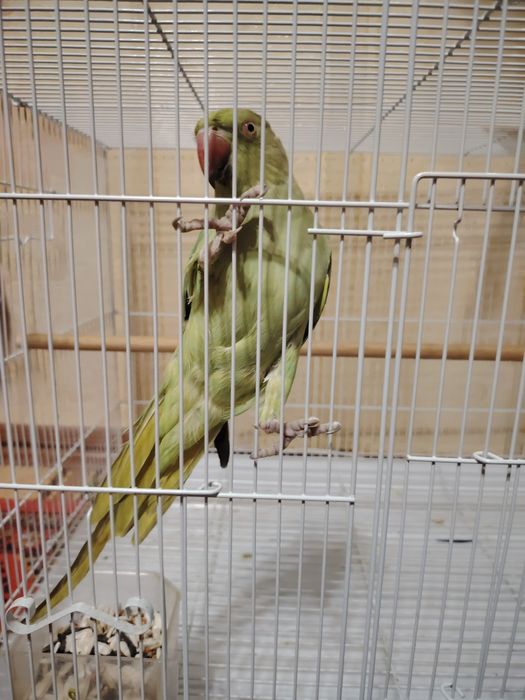 Ожереловый попугай продаётся с клеткой