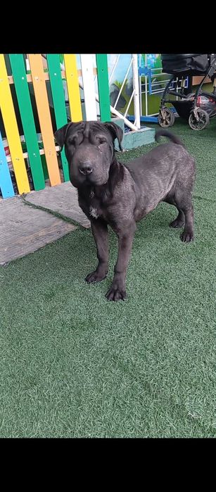 Кобель пароды Шарпей 4 месяц