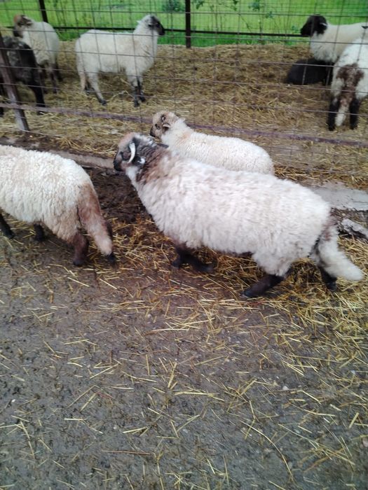 miel de Paşte crescut natural