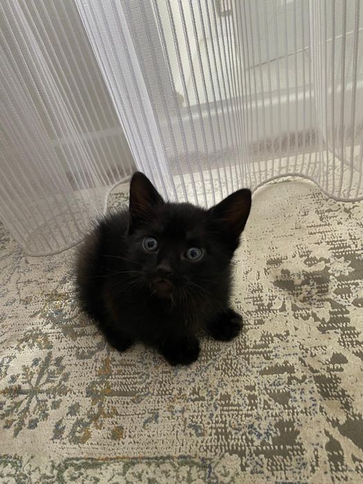Отдам котят в добрые руки
