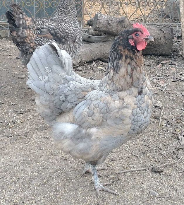 Cocos austrolorp de expozitie