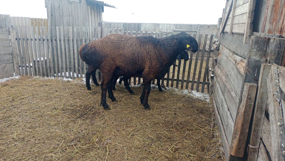 Гиссар баран производитель