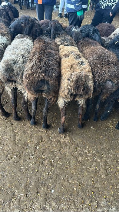 Қой 8 бас Ұрғашы Семіз