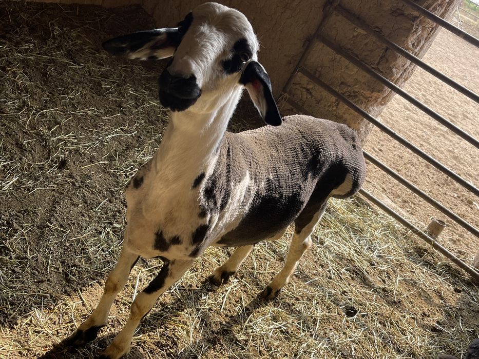 Арзон қочқорла бор