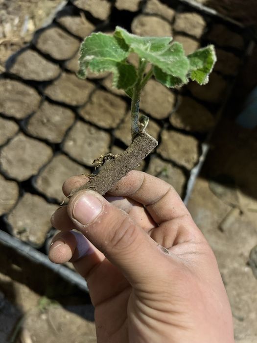 Павдовния тамыры, черенки