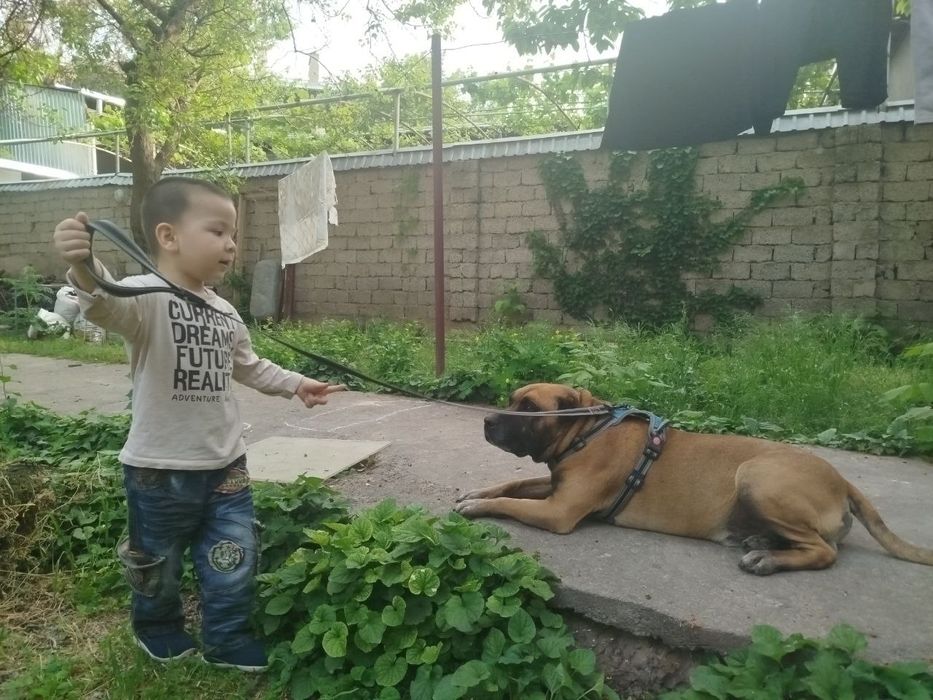 Собака Пидбул aqilli it