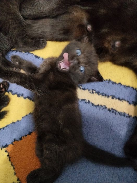 Продам котят скотишфолд