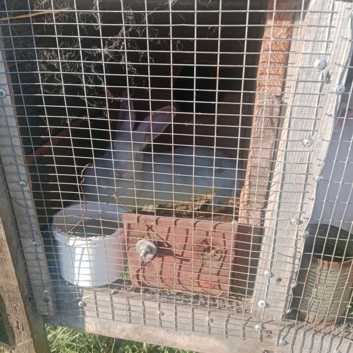 Продам кроликов 11шт