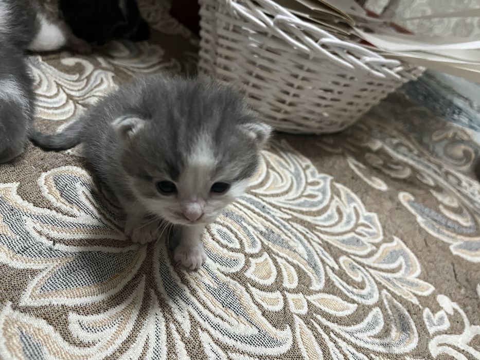 продам котёнка.